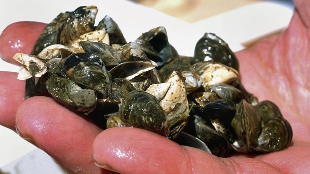 zebra-mussels